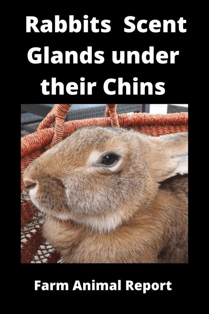 Why Do Rabbits Have Scent Glands under their Chins **DISCOVER** 2