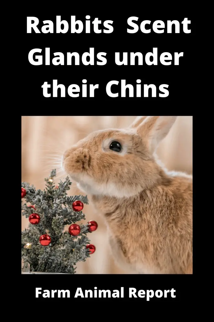 Why Do Rabbits Have Scent Glands under their Chins **DISCOVER** 3