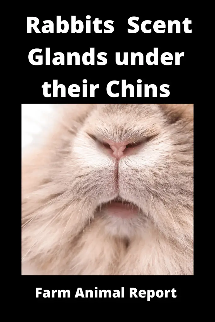 Why Do Rabbits Have Scent Glands under their Chins **DISCOVER** 4