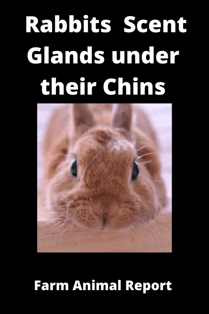 Why Do Rabbits Have Scent Glands under their Chins **DISCOVER** 1