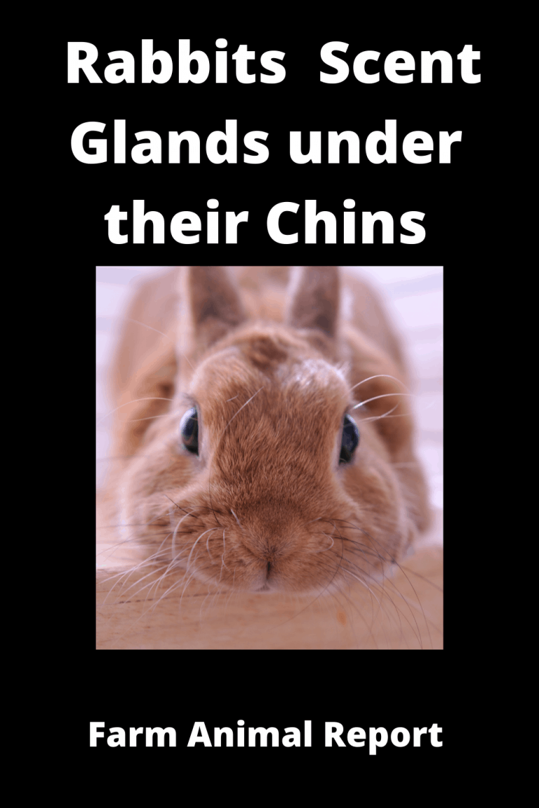 Why Do Rabbits Have Scent Glands Under Their Chins (2024)