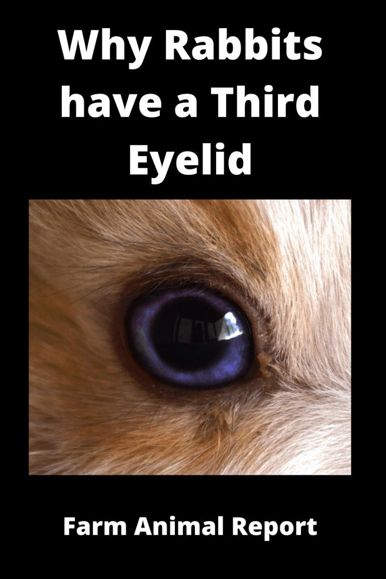 Do Rabbits Have Third Eyelid? **WATCH**