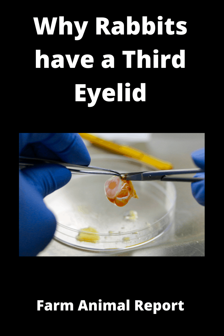 Do Rabbits Have Third Eyelid? **WATCH**