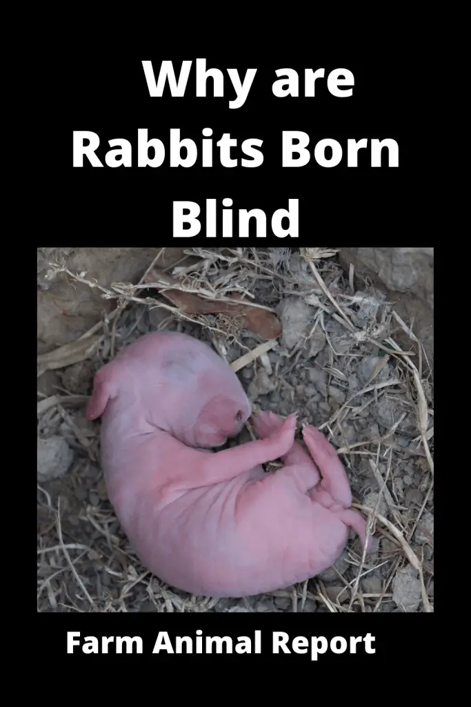 Rabbits are Born Blind