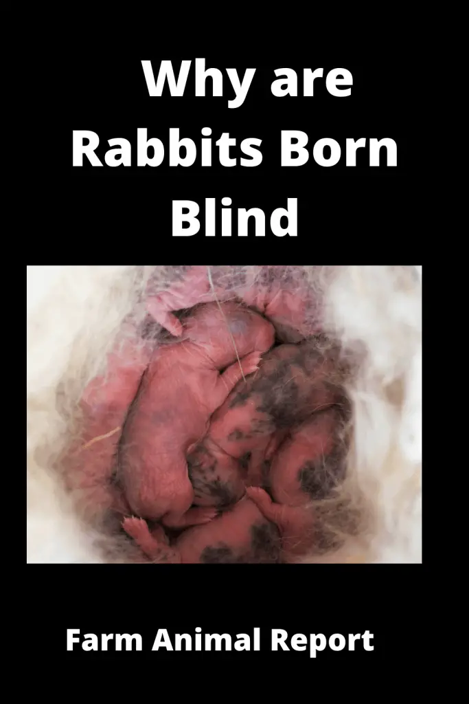 7 Complications: Why Rabbits Are Born Blind? (2022) 2