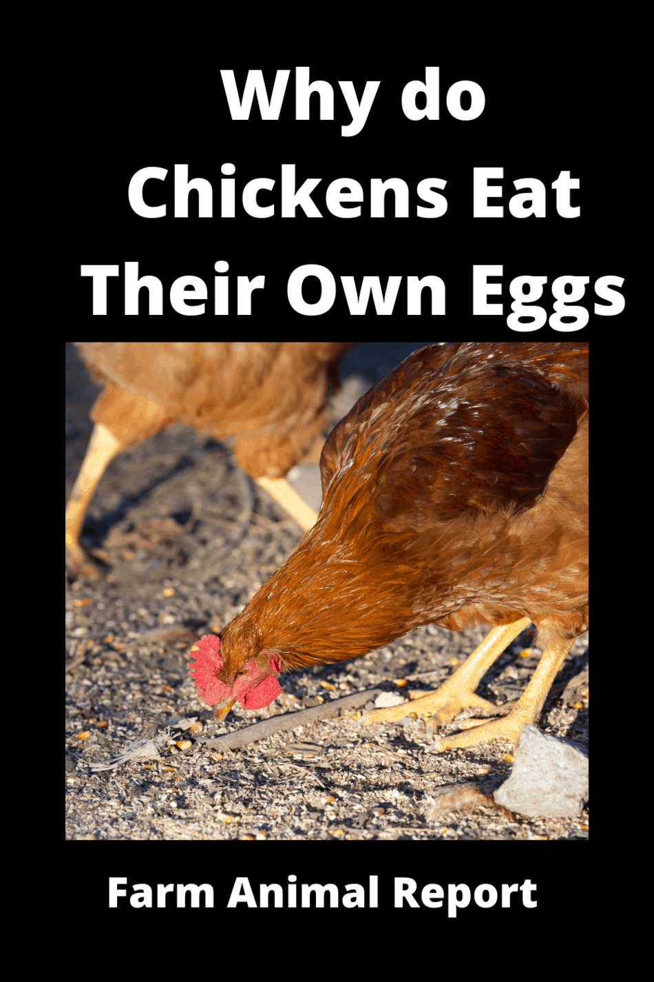Why Do Chickens Eat Their Eggs ( 2024)? **WHY**