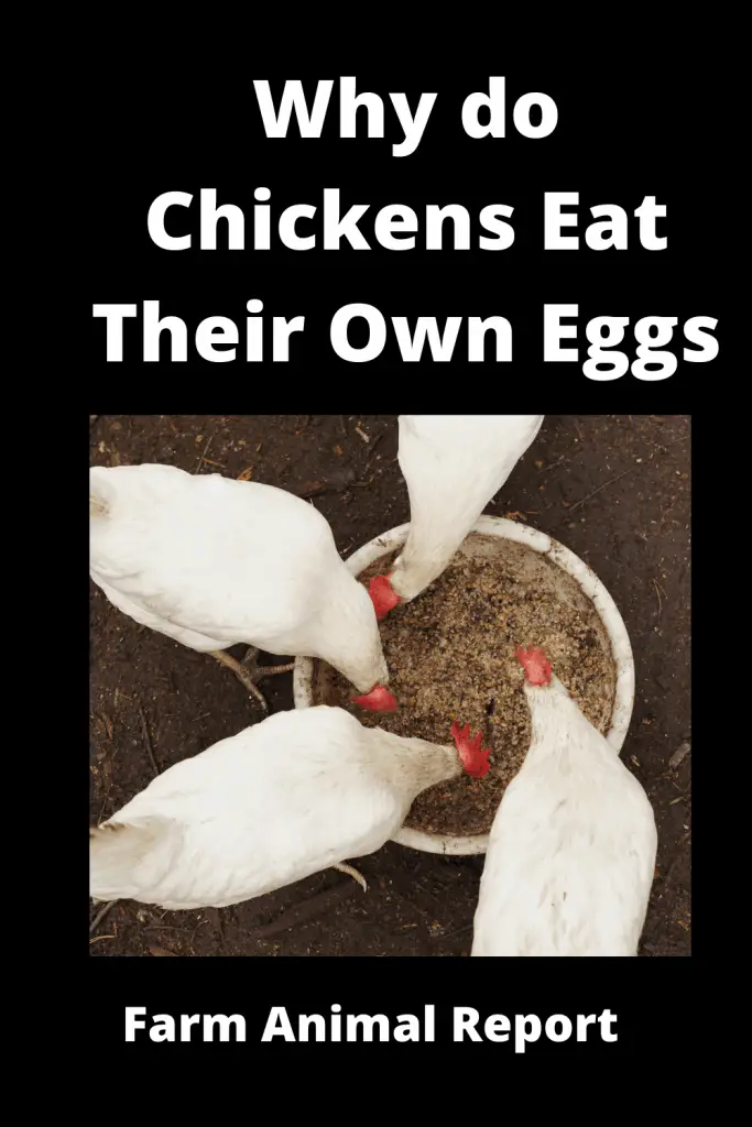 Why do Chickens eat their Eggs? **WHY** 1