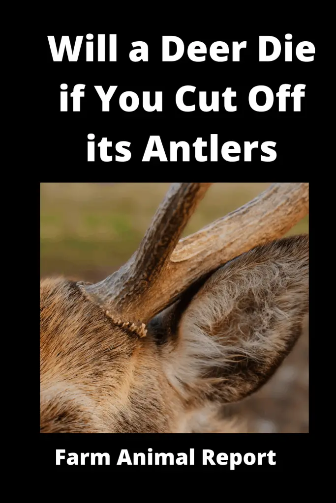 3 Uses: Does it Hurt to Cut Deer Antlers? (2023) 1