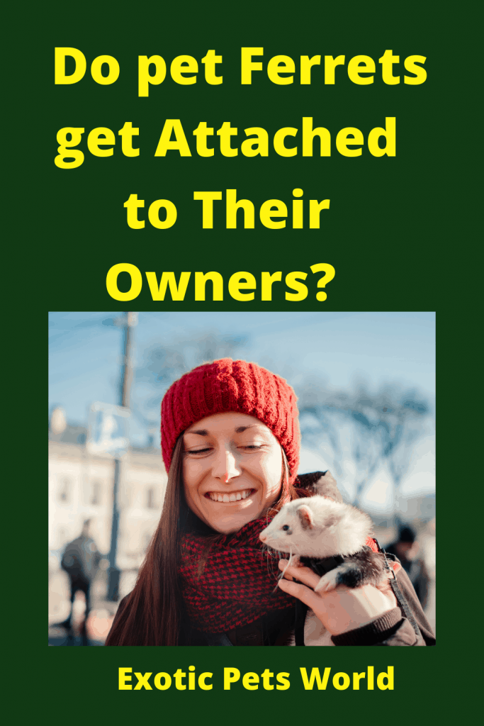Do pet Ferrets get Attached to Their Owners? 3 Do pet Ferrets get Attached to Their Owners? 2