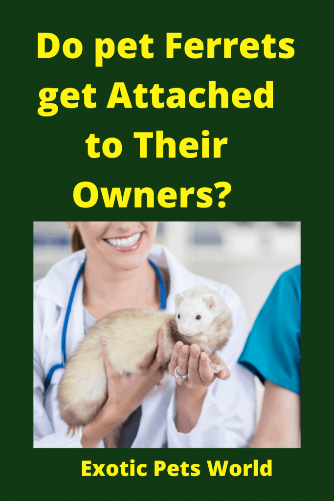 Do pet Ferrets get Attached to Their Owners? 2 Do pet Ferrets get Attached to Their Owners? 1