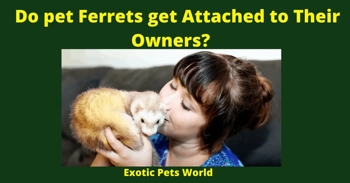 Do pet Ferrets get Attached to Their Owners?