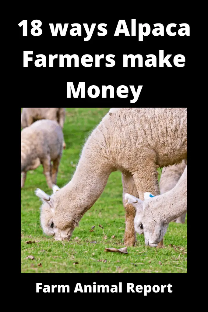 17 ways Alpaca Farmers make Money (2022) 2