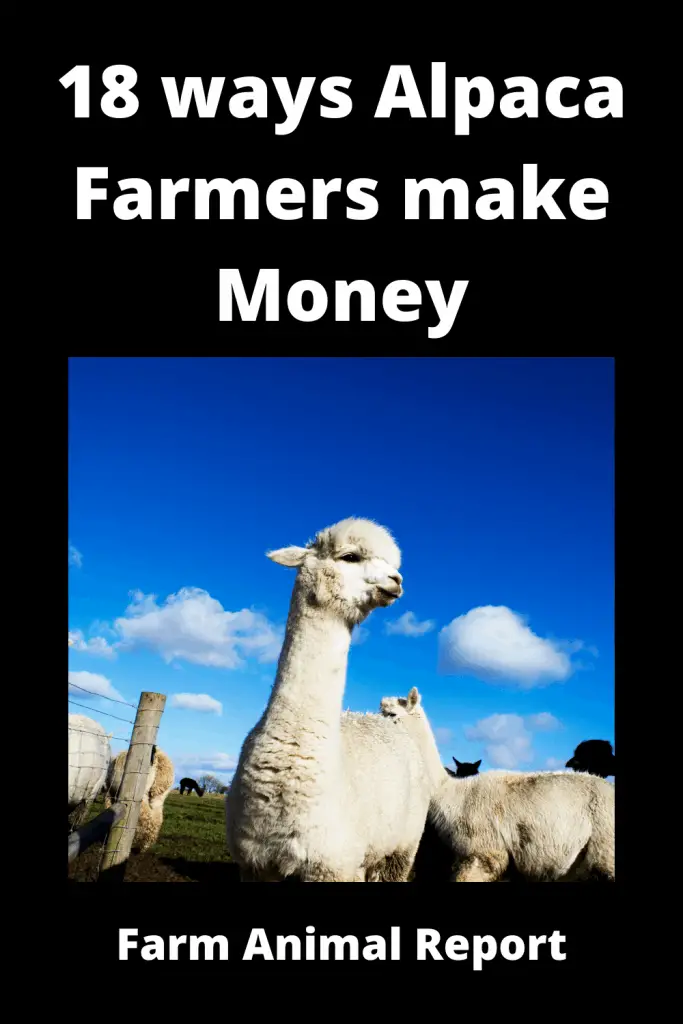 17 ways Alpaca Farmers make Money (2022) 1