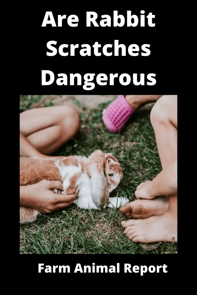 Are Rabbit Scratches Dangerous? Farm Animal Report