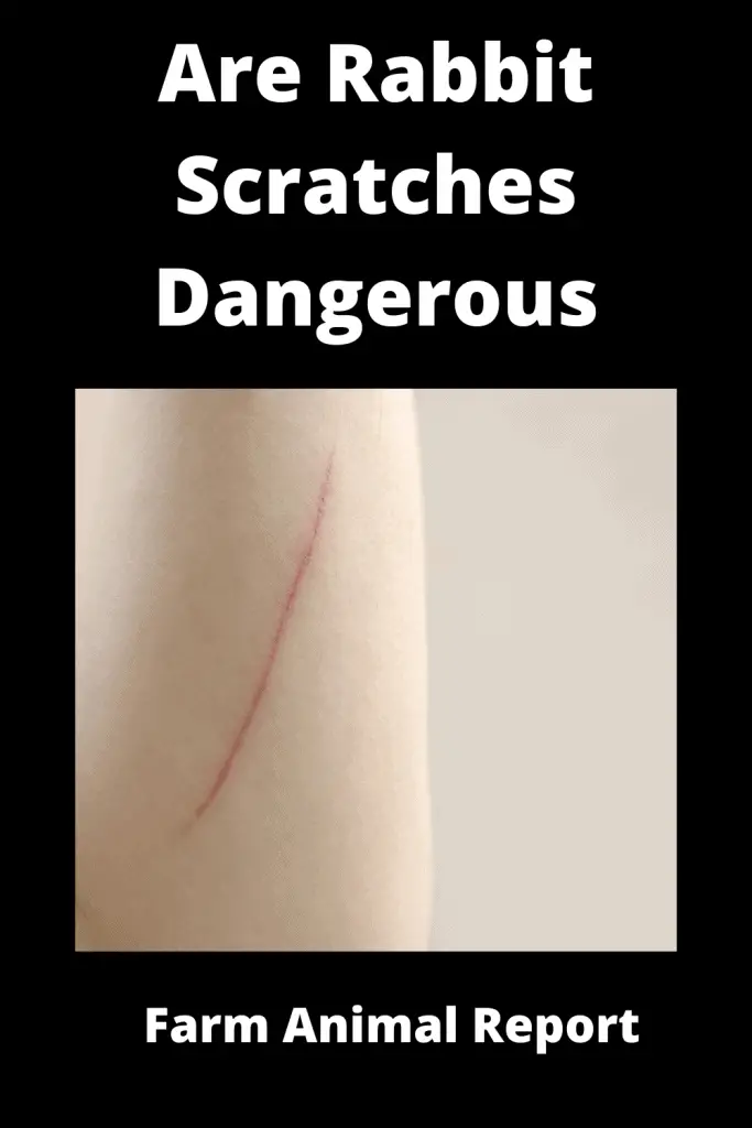 13 Tested Facts: Are Rabbit Scratches Dangerous? 4
