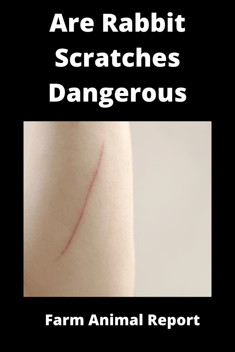 13 Tested Facts Are Rabbit Scratches Dangerous (2024)?