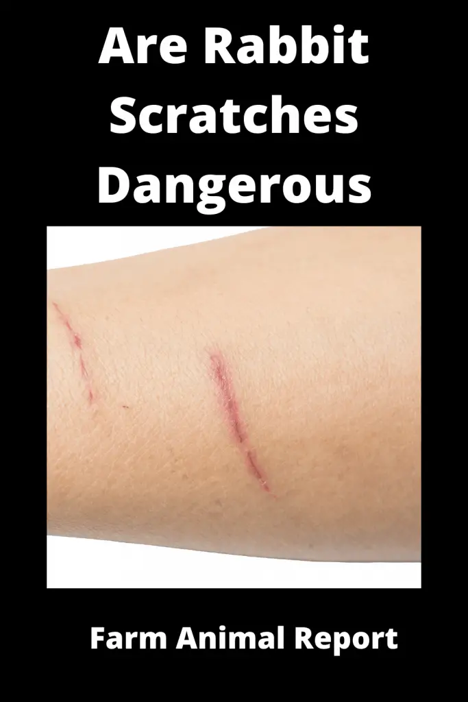 13 Tested Facts: Are Rabbit Scratches Dangerous? 5