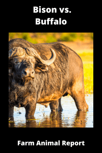 11 Differences: Bison vs Buffalo vs Yak (2022) - Farm Animal Report