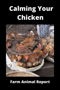 How To Calm Your Chicken **CHILL**