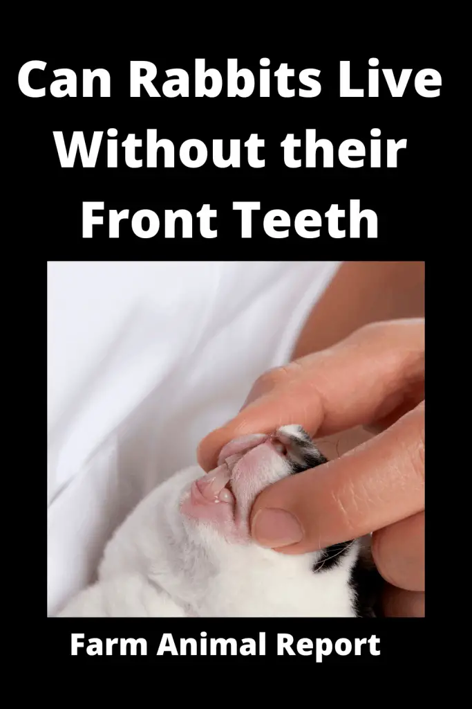 Can Rabbits Live Without their Front Teeth **DENTIST** 2
