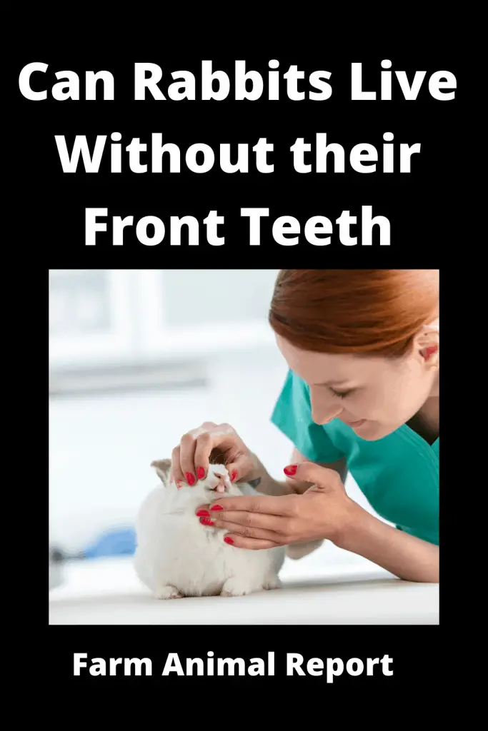 Can Rabbits Live Without their Front Teeth **DENTIST** 3