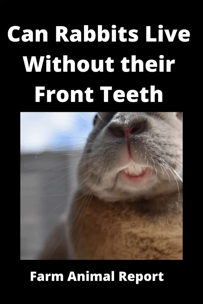 Can Rabbits Live Without their Front Teeth **DENTIST** 4