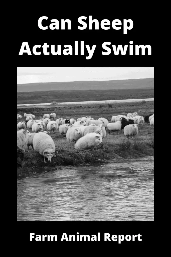 can sheep swim
