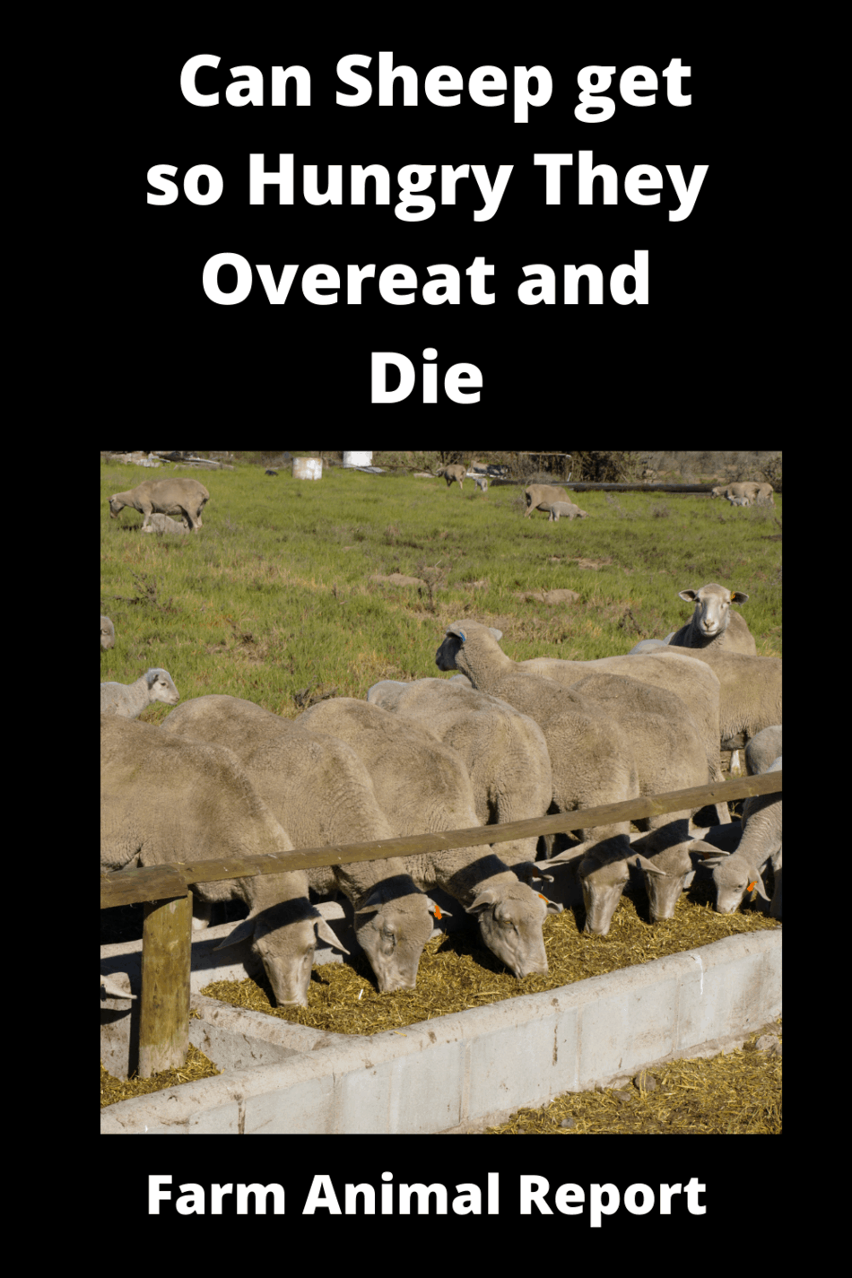 Can Sheep Get So Hungry They Overeat And Die