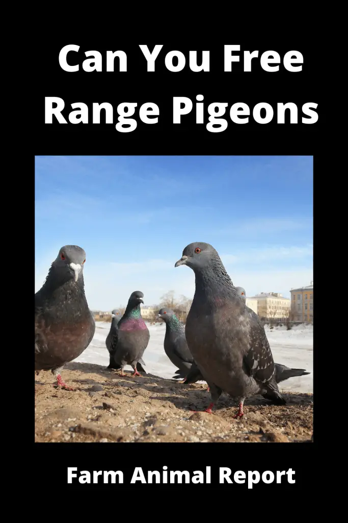 Can You Free Range Pigeons - (with Videos) 3