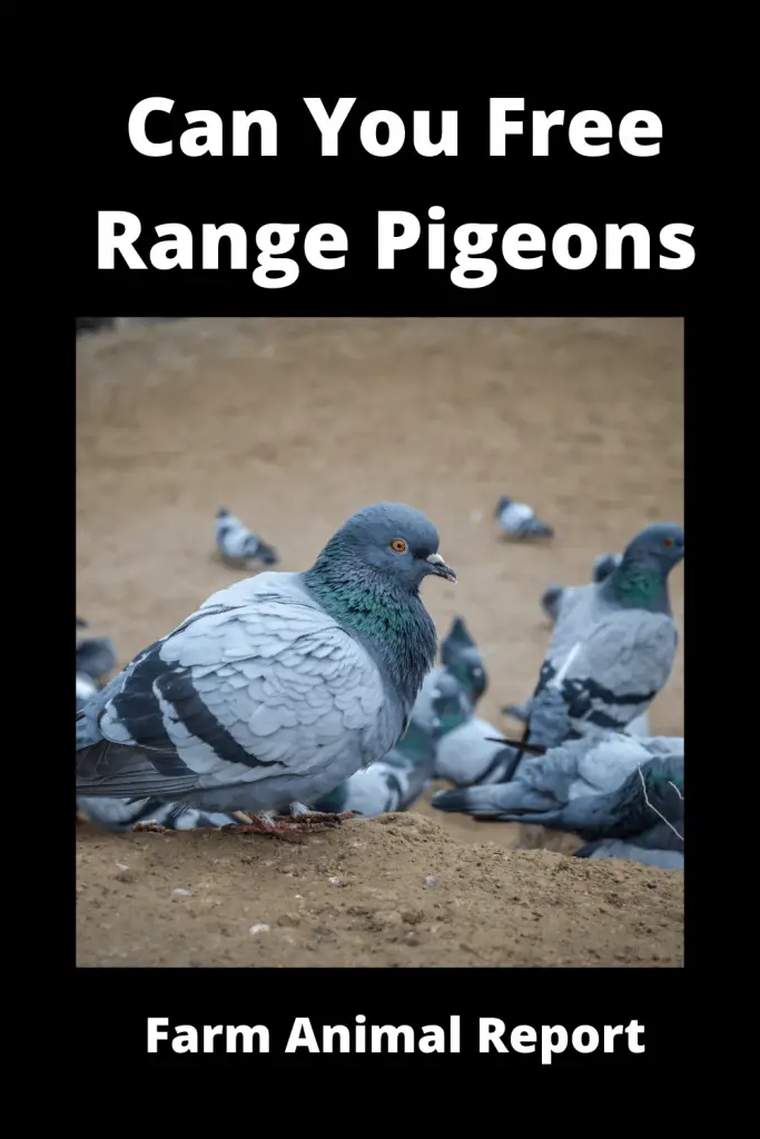 Can You Free Range Pigeons - (with Videos) 4