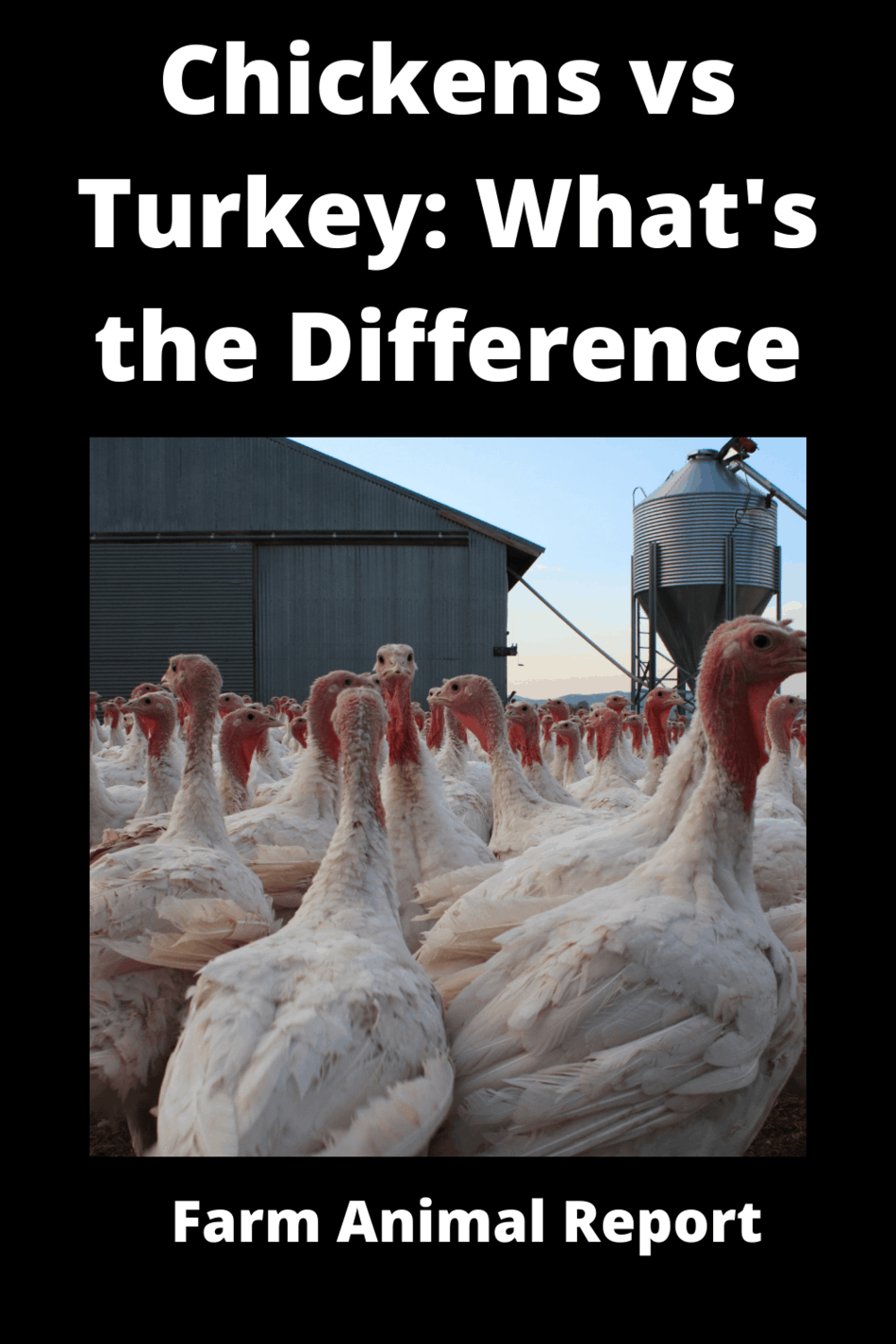 Chickens **vs** Turkey What's The Difference