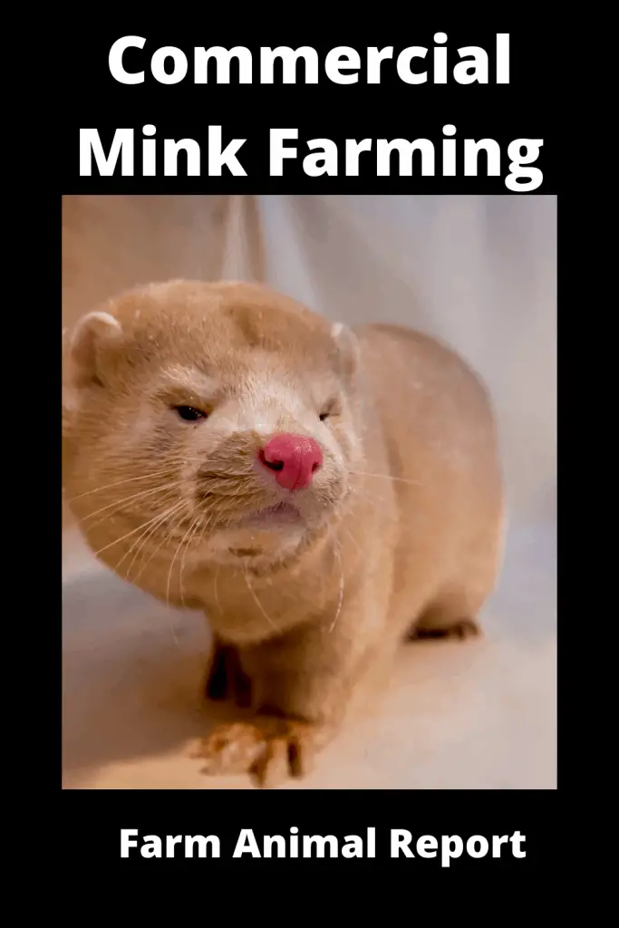 Ultimate Guide Commercial Mink Farming 2