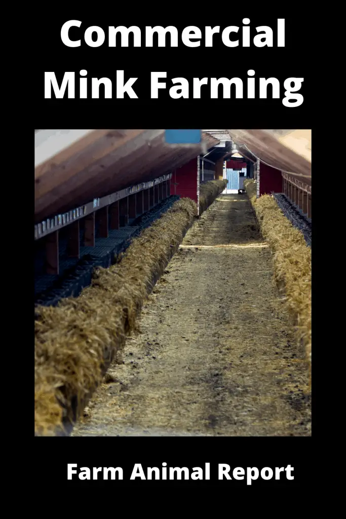 Ultimate Guide Commercial Mink Farming 1