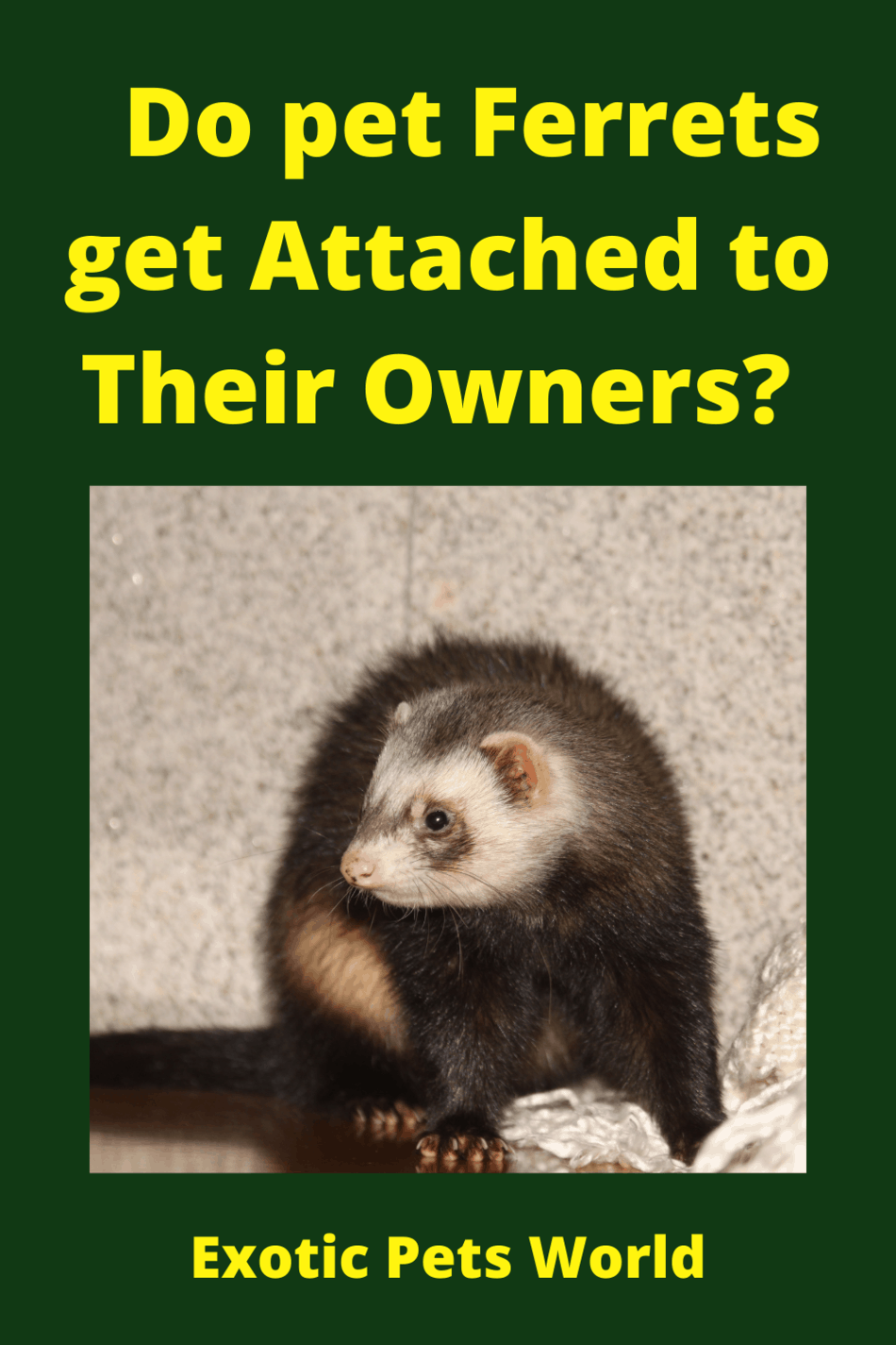 Do Pet Ferrets Get Attached To Their Owners?