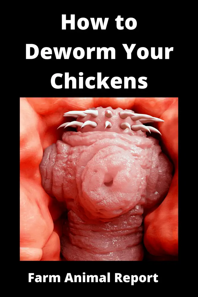 How to Deworm Your Chickens {VISUAL} 2