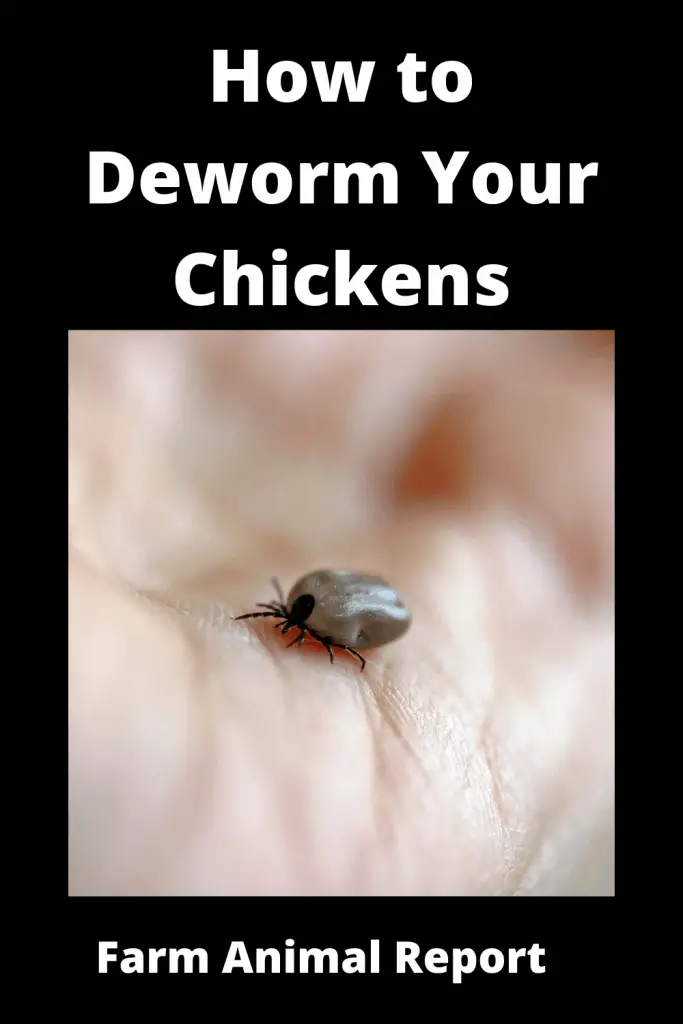 How to Deworm Your Chickens {VISUAL} 4
