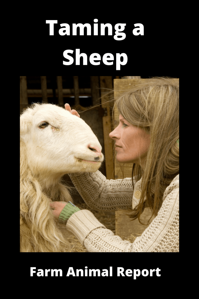 11 Tips on Taming a Sheep 3 11 Tips on Taming a Sheep 2