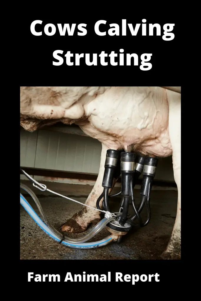 Cows Calving Strutting (2023) / Teats / Striding / Springing 2