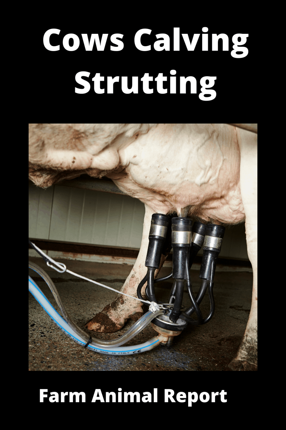 Cow Springing Cows Calving Strutting (2024) / Teats / Striding / Springing