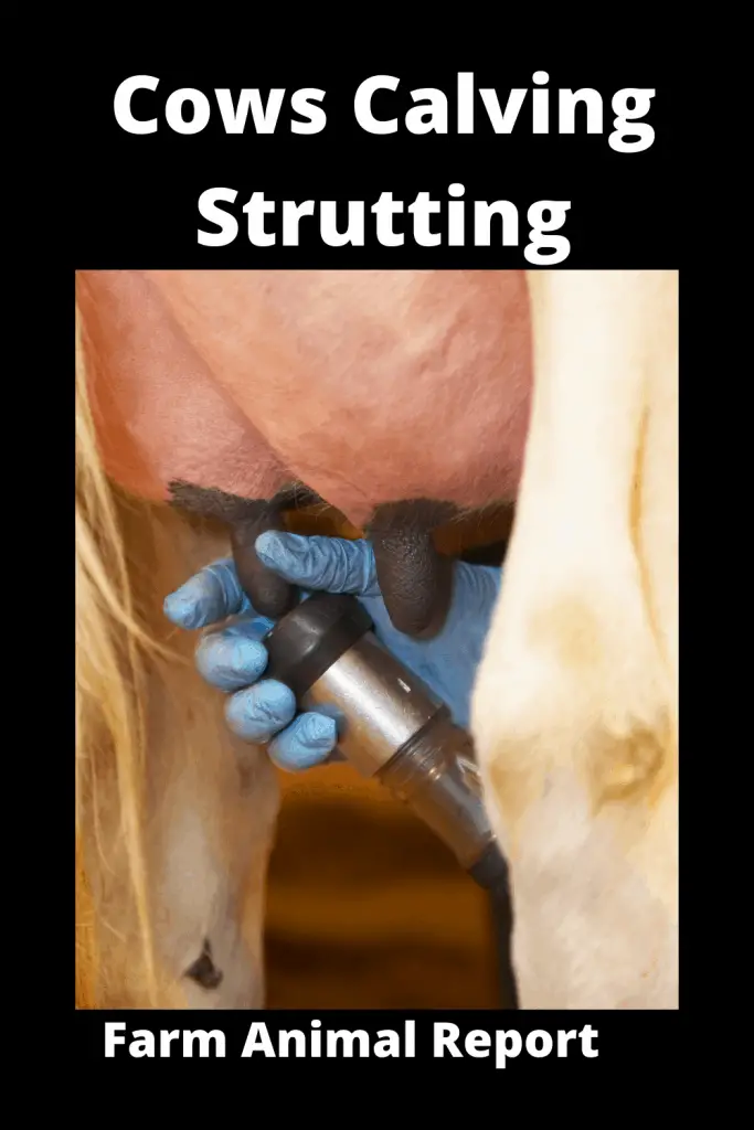 Cows Calving Strutting / Teats / Striding / Springing 3