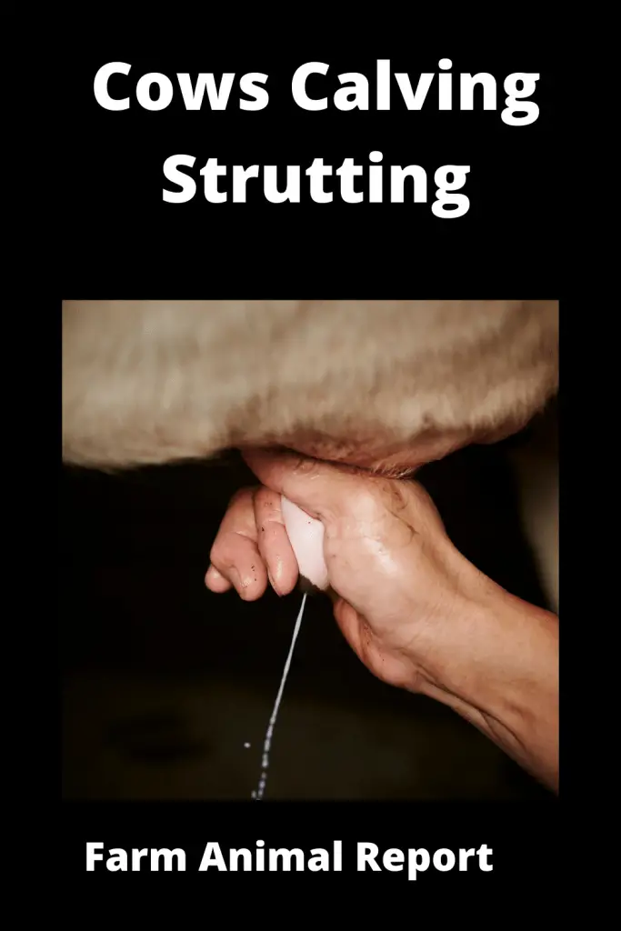 Cows Calving Strutting / Teats / Striding / Springing 4