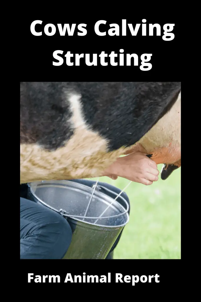 Cows Calving Strutting / Teats / Striding / Springing 1