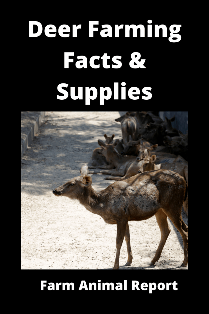 Deer Farming (2023) Facts & Supplies 4