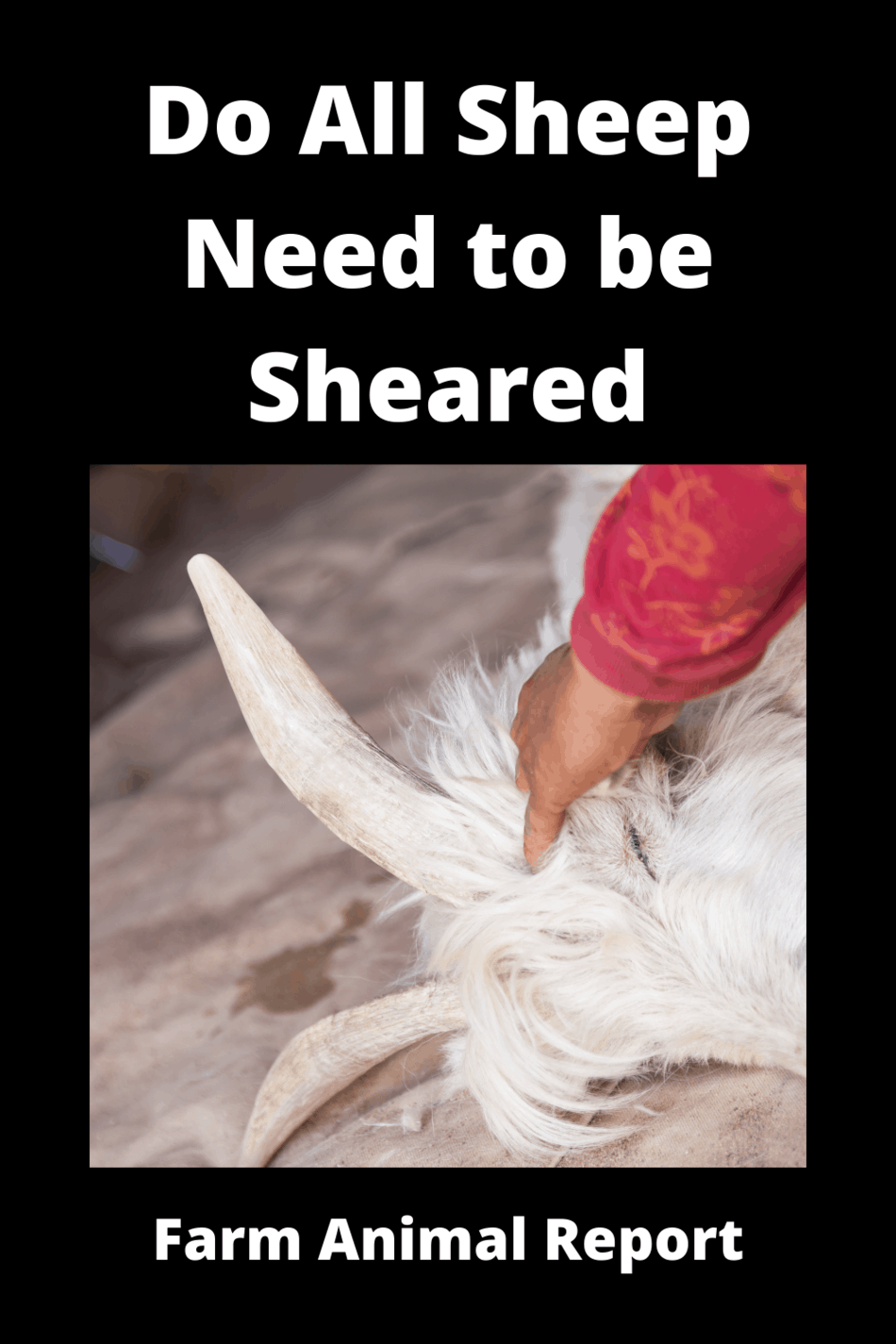 Do All Sheep Need To Be Sheared? 500 That Do And 18 That Don't