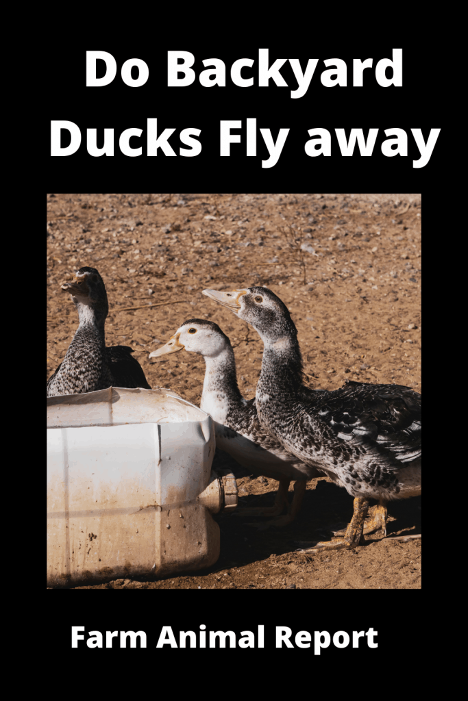 Will Pet Ducks Fly away W/ Videos 1