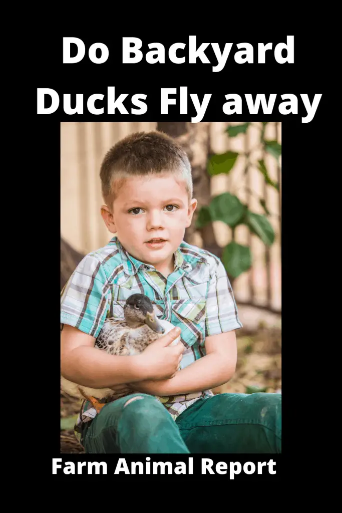 Will Pet Ducks Fly away W/ Videos 2
