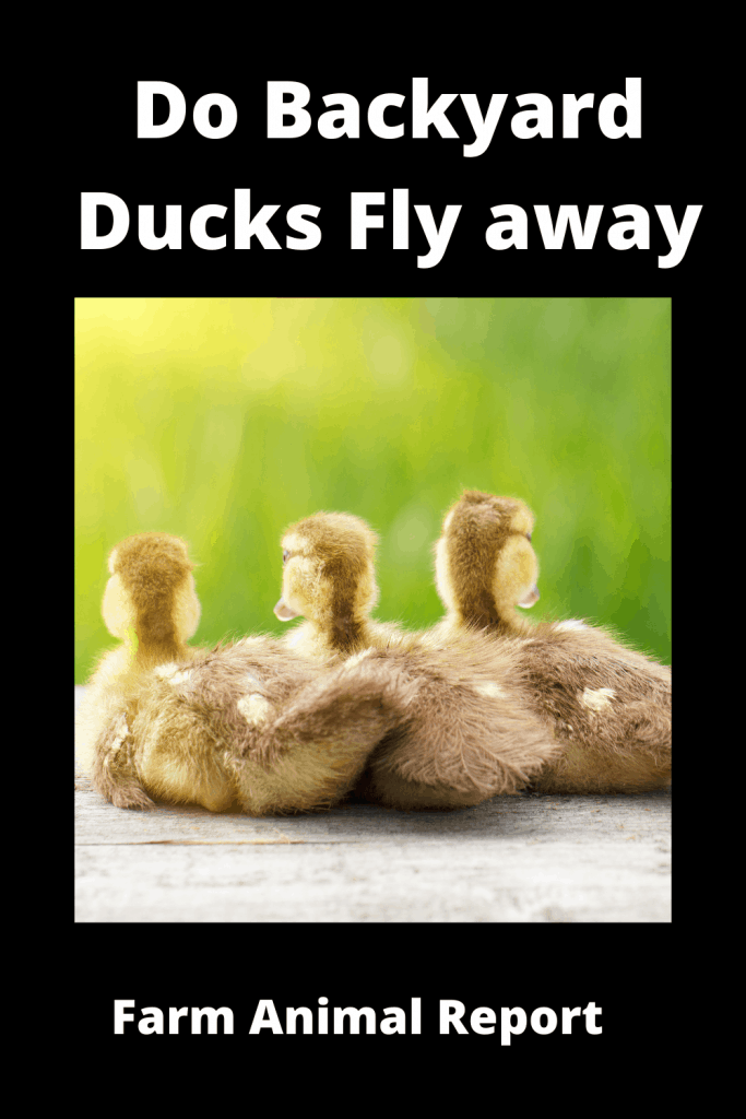 Will Pet Ducks Fly away W/ Videos 3