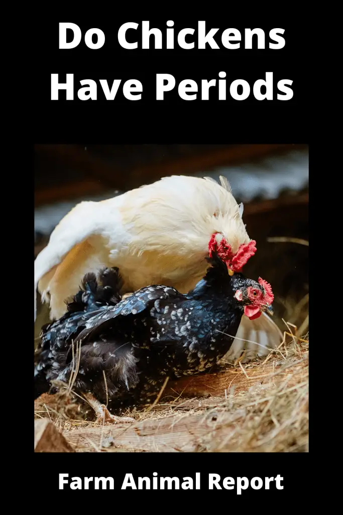 Do Chickens Have Periods | Period | Cycle | Chicken Periods | Hen 2