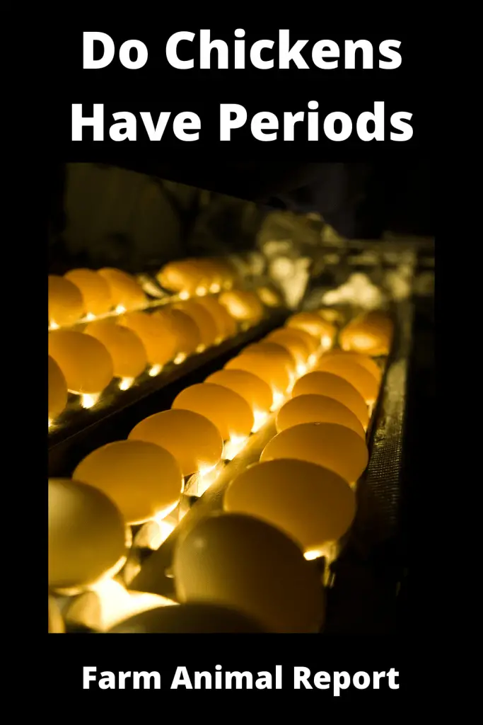 Do Chickens Have Periods | Period | Cycle | Chicken Periods | Hen 3
