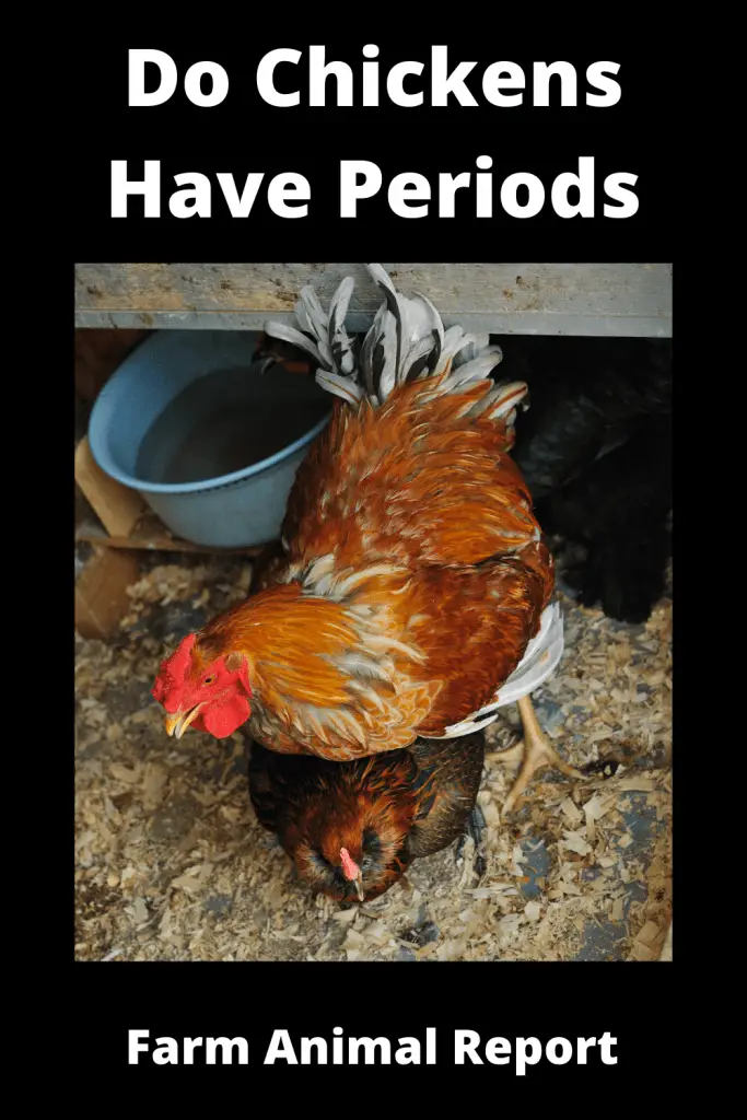 Do Chickens Have Periods | Period | Cycle | Chicken Periods | Hen 1